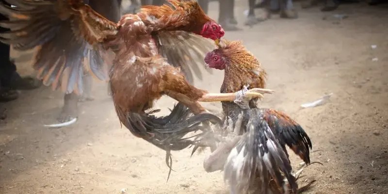 3 loại thường thấy ở chọi kê đòn miền Bắc