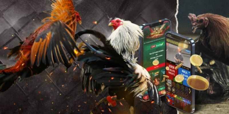 Đá Gà Đòn Miền Bắc VSBET Hấp Dẫn Cùng Chiến Kê Bất Bại