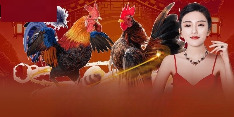 Đá Gà Philippines Thu Hút Giới Mộ Điệu Toàn Thế Giới