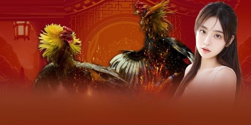 Đá Gà Thomo VSBET - Thế Giới Chọi Kê Đỉnh Cao Cuốn Hút