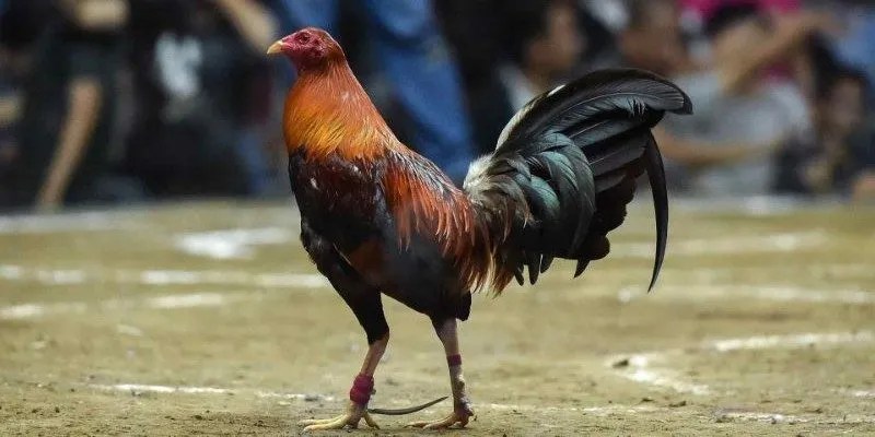 Danh sách 3 loại kê thường gặp nhất