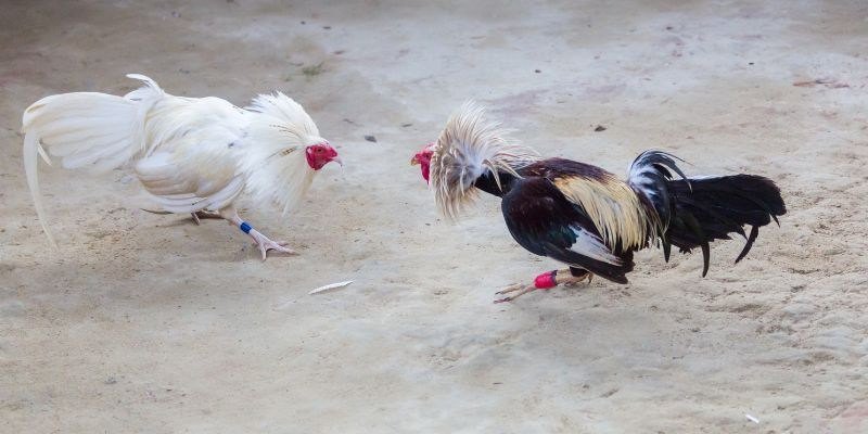 Khám phá vài nét về đá gà Philippines