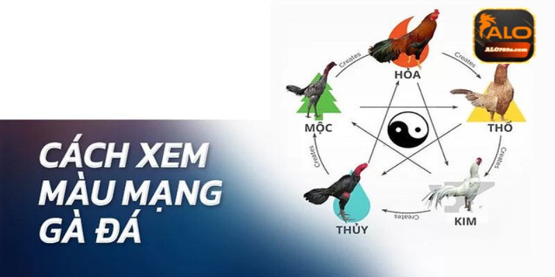 Màu Mạng Đá Gà - Tìm Hiểu Chi Tiết Các Loại Phổ Biến