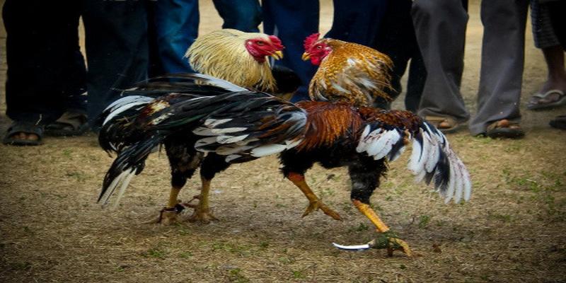 Những điểm cần nắm về đá gà VSBET