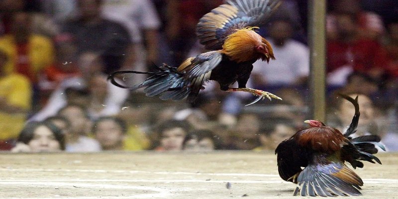 Vài kê chiến góp mặt ở trận Thomo 